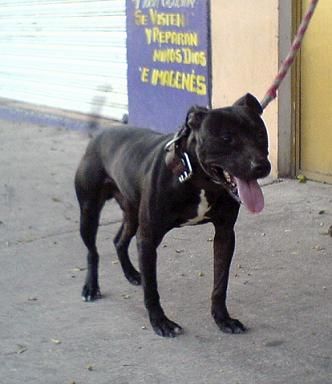 Photo of the dog