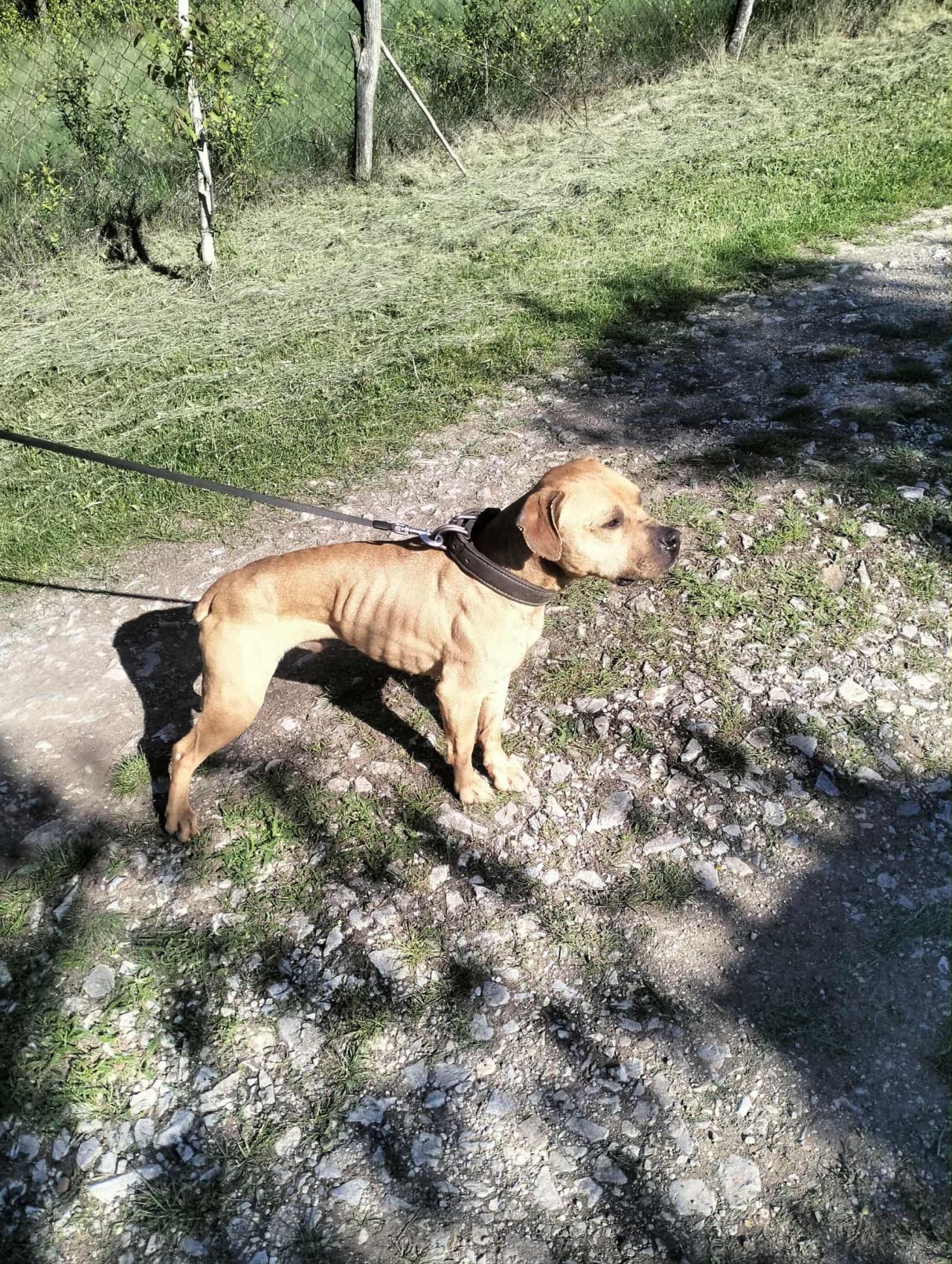 Photo of the dog