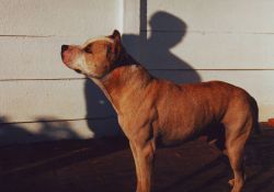 Photo of the dog