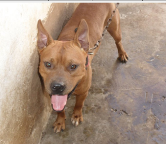 Photo of the dog