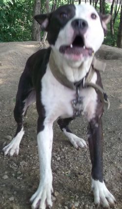 Photo of the dog