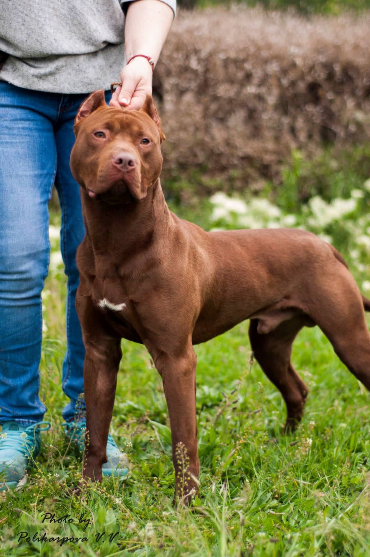 Photo of the dog