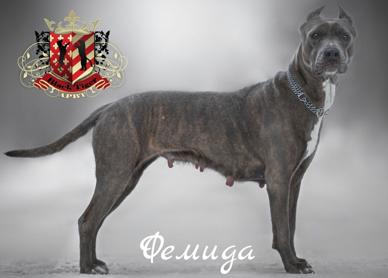 Photo of the dog
