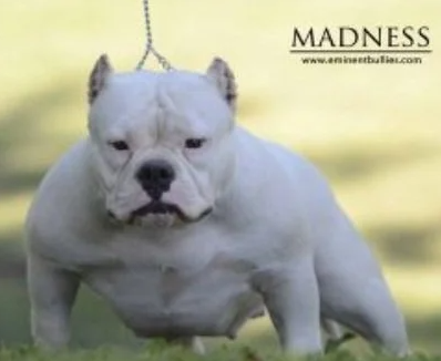 Photo of the dog