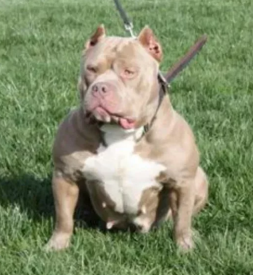 Photo of the dog