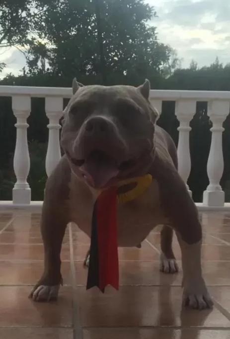 Photo of the dog