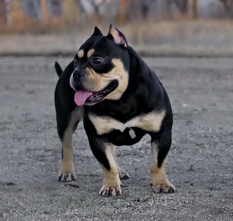 Photo of the dog