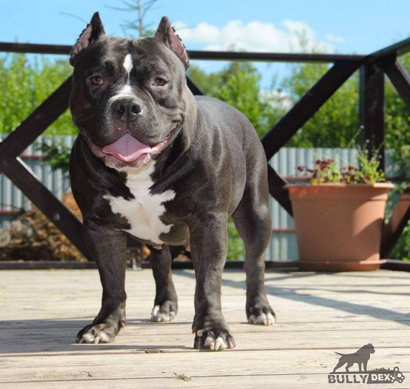 Photo of the dog