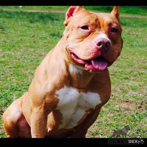 Photo of the dog