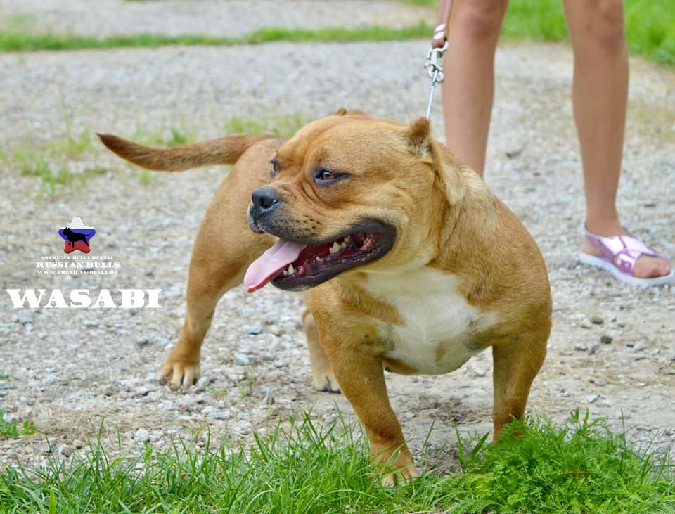 Photo of the dog