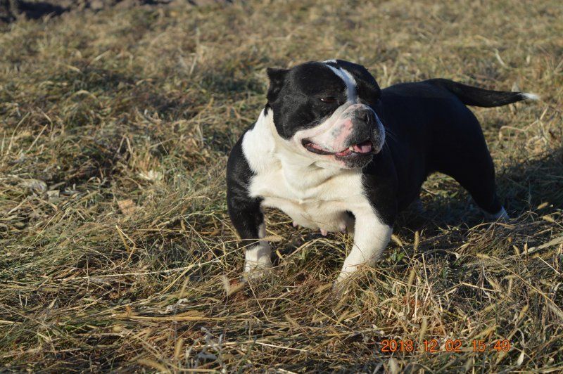 Photo of the dog