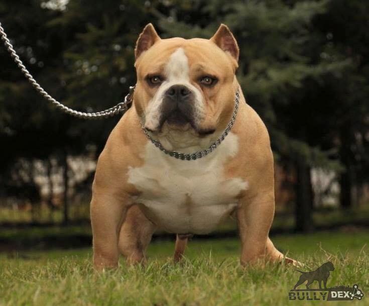 Photo of the dog