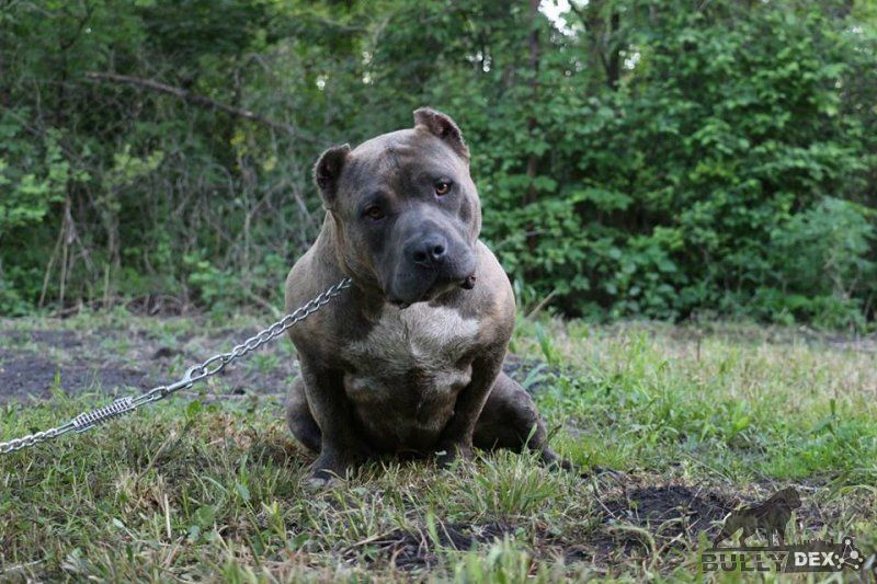 Photo of the dog