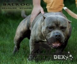 Photo of the dog