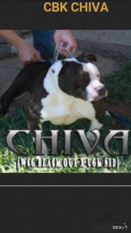 Photo of the dog