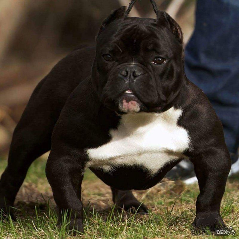 Photo of the dog