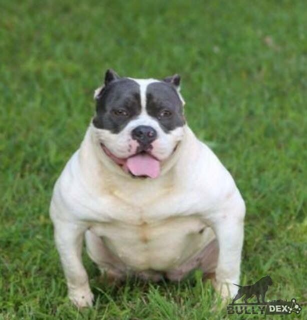 Photo of the dog