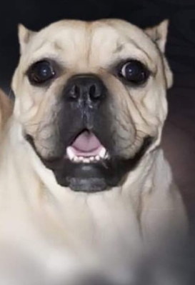 Photo of the dog