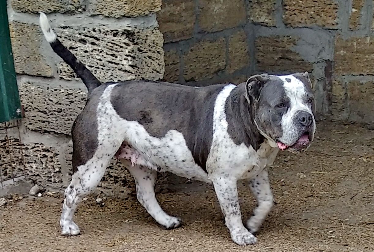 Photo of the dog