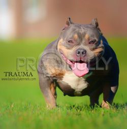 Photo of the dog