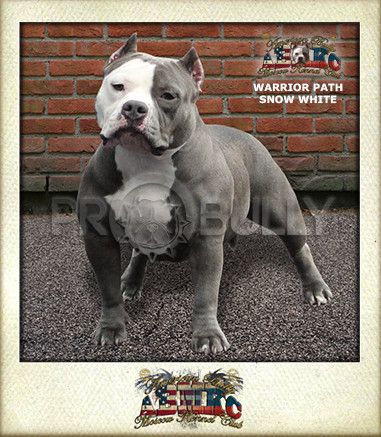 Photo of the dog