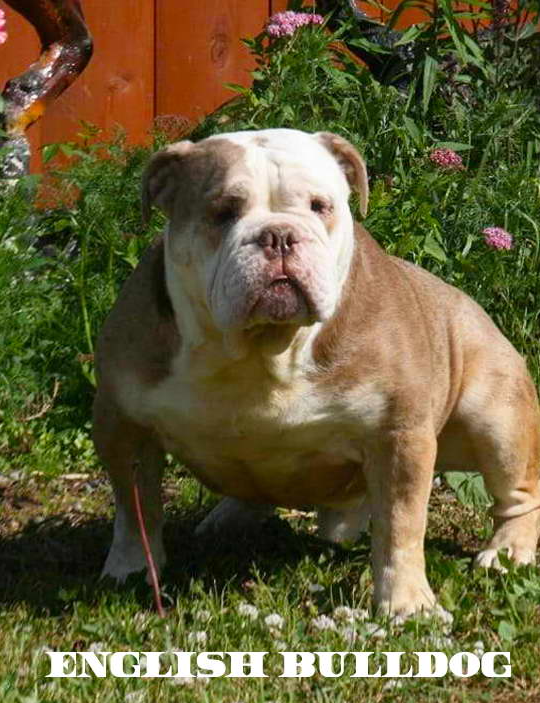 Photo of the dog