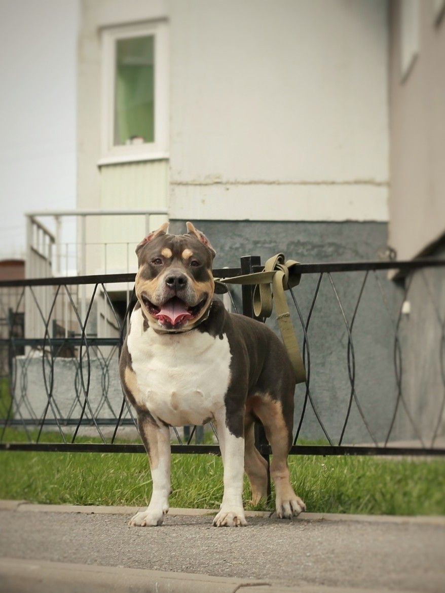 Photo of the dog