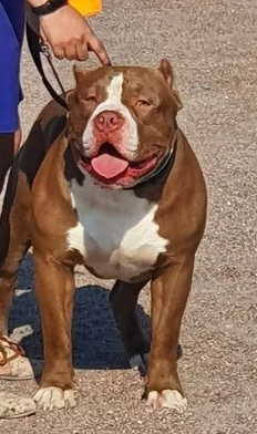 Photo of the dog