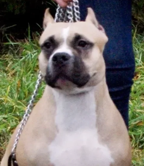 Photo of the dog