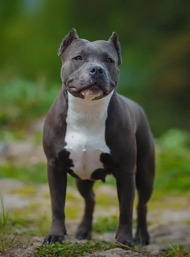 Photo of the dog