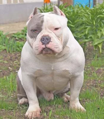 Photo of the dog