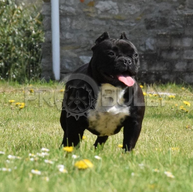 Photo of the dog
