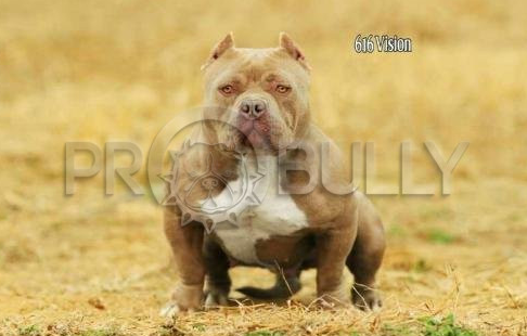 Photo of the dog