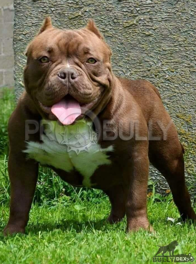 Photo of the dog
