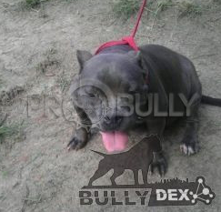 Photo of the dog