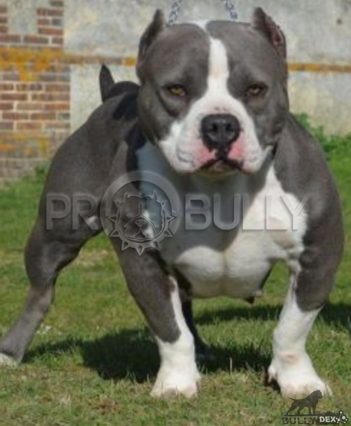 Photo of the dog
