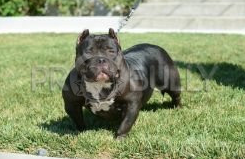 Photo of the dog