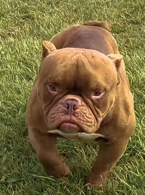 Photo of the dog