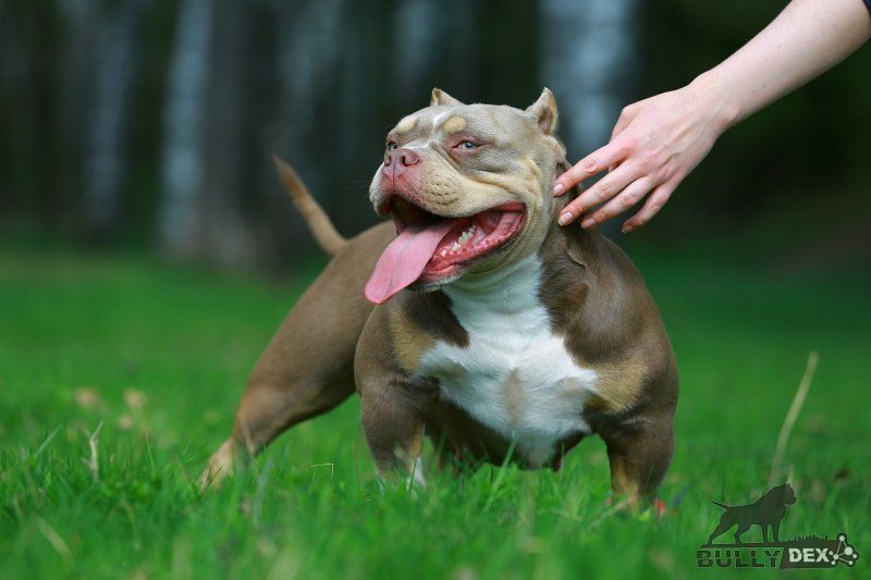 Photo of the dog