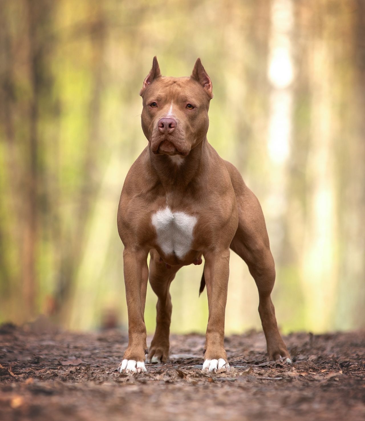 Photo of the dog