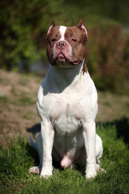 Photo of the dog