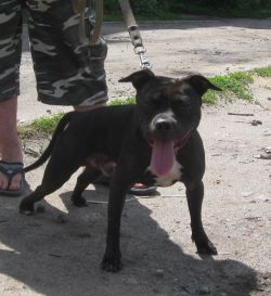 Photo of the dog