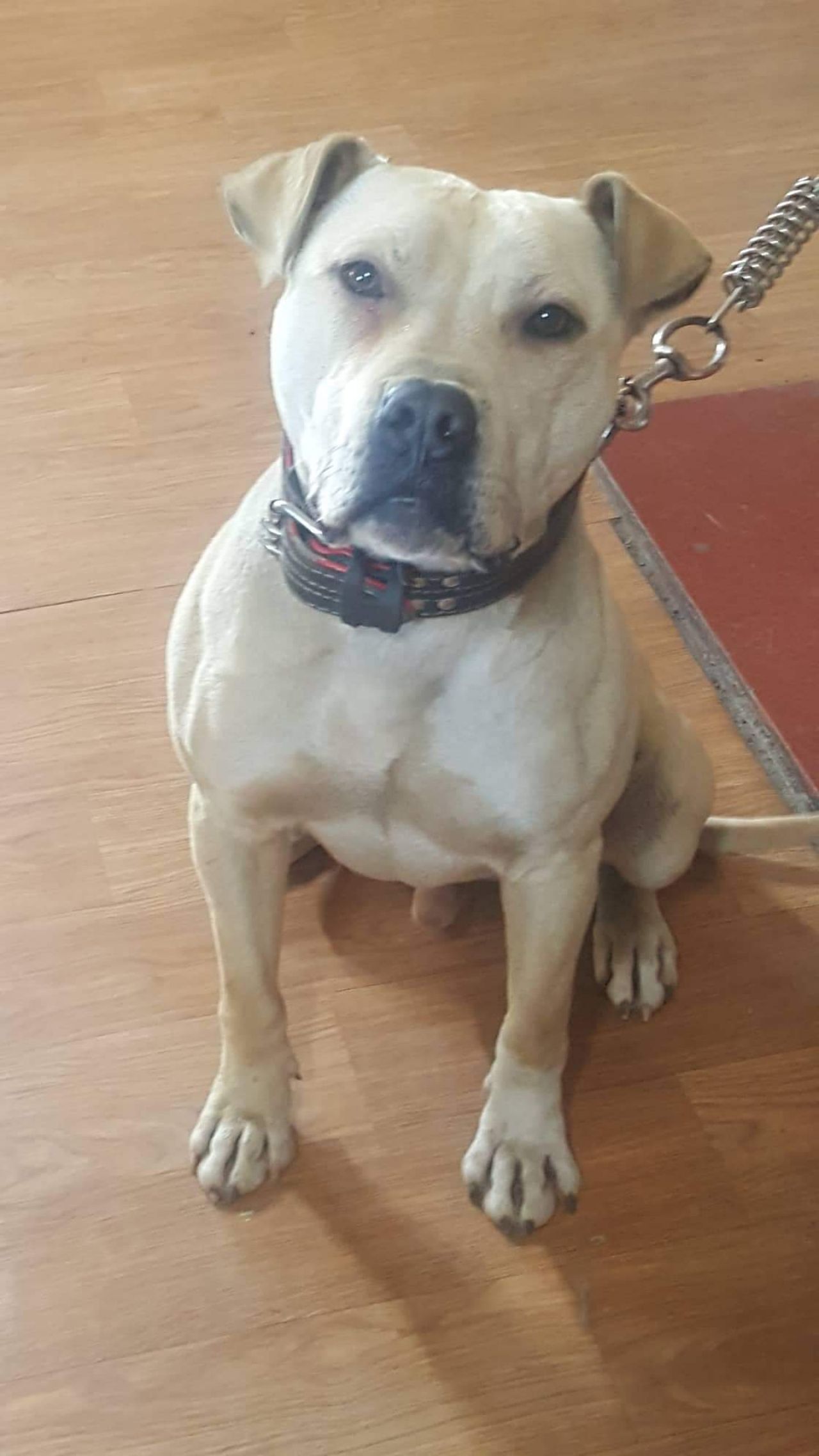 Photo of the dog