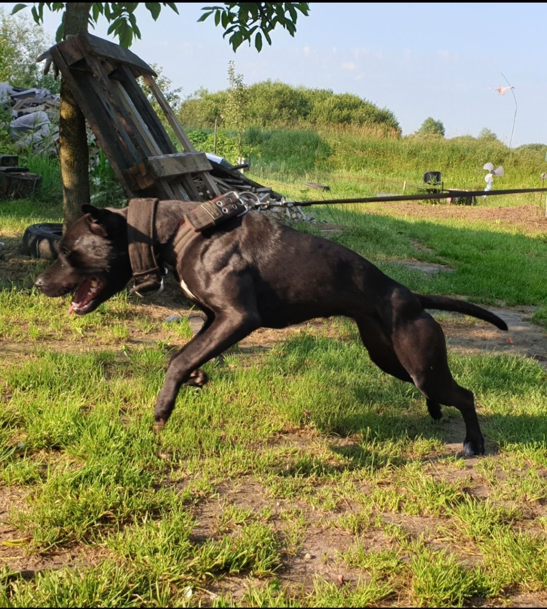 Photo of the dog