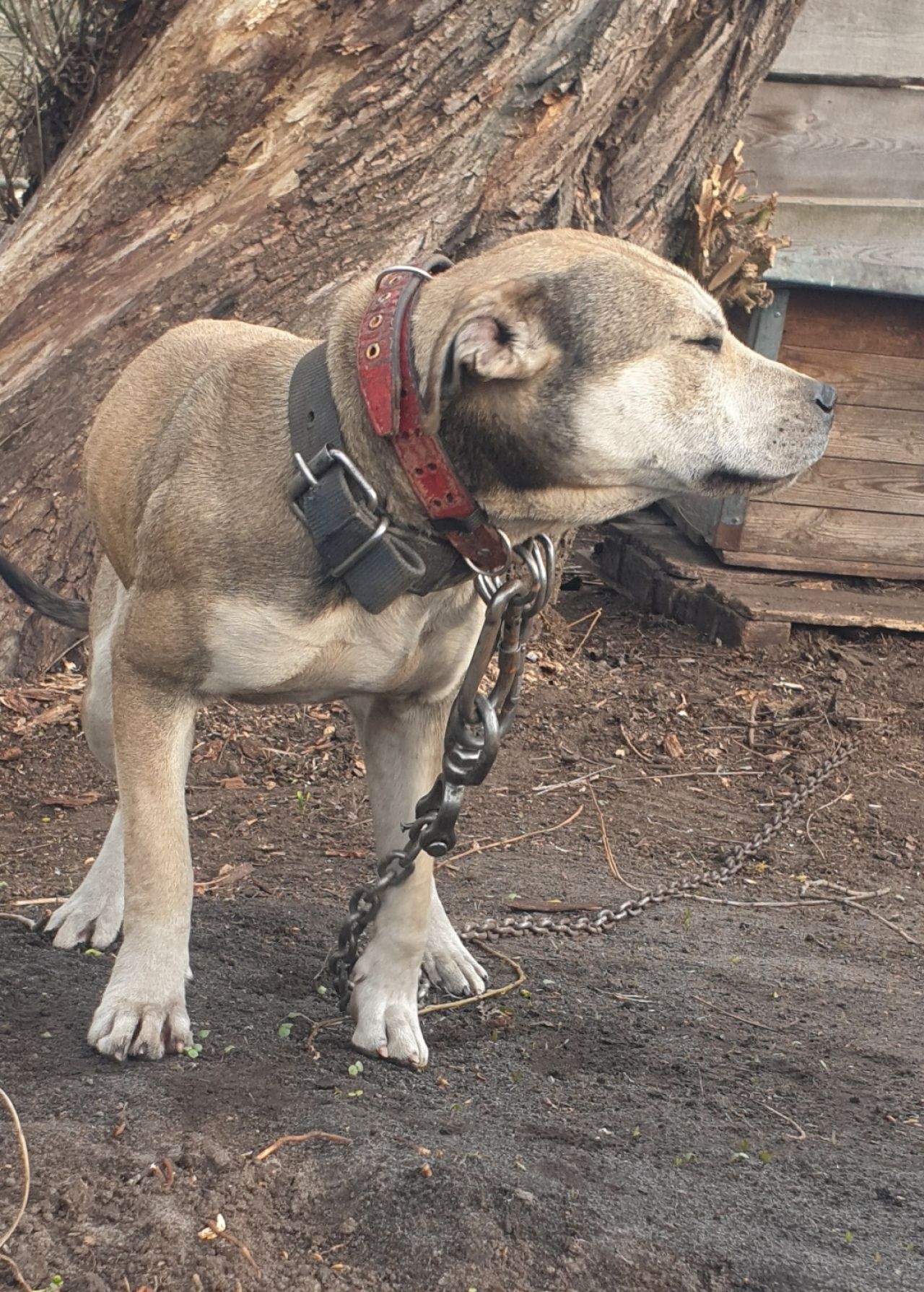 Photo of the dog