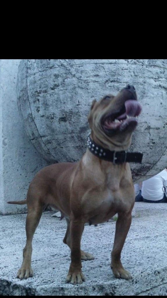 Photo of the dog