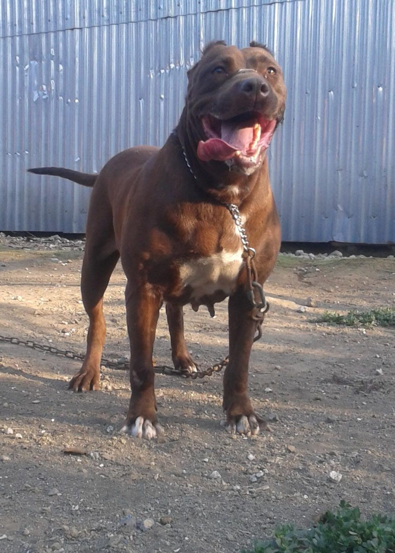 Photo of the dog