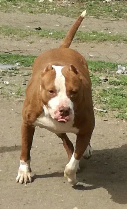 Photo of the dog