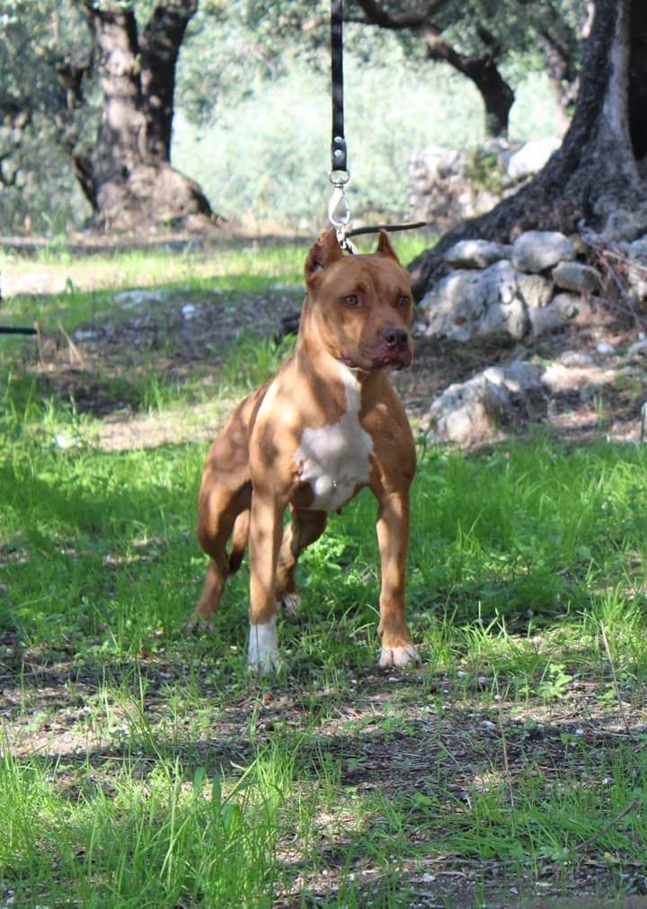 Photo of the dog