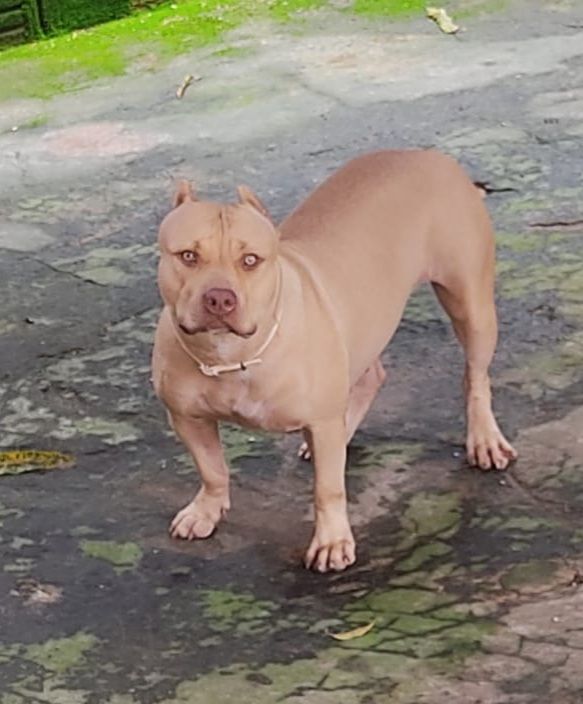 Photo of the dog